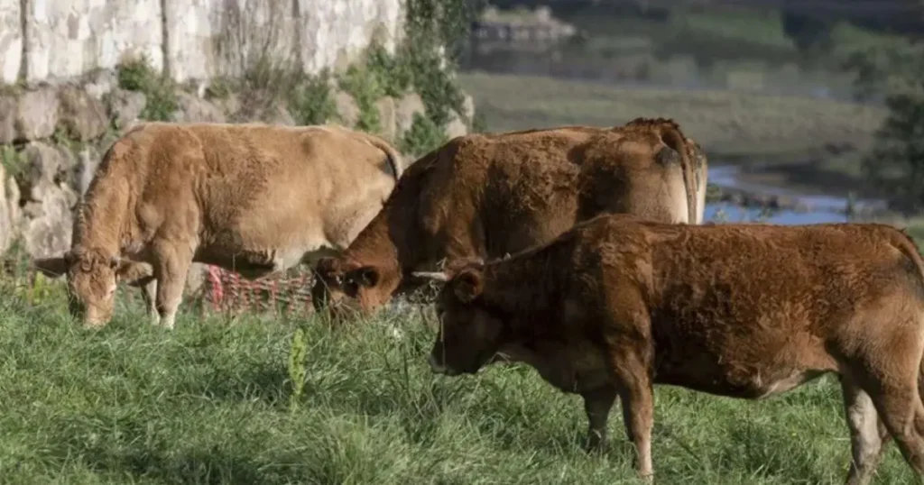 vacas
