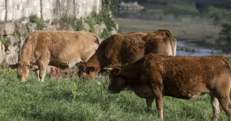 vacas