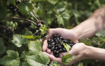 El aliado natural del hígado contra el alcohol