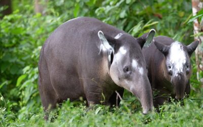 MARENA realiza la liberación de dos ejemplares de tapir