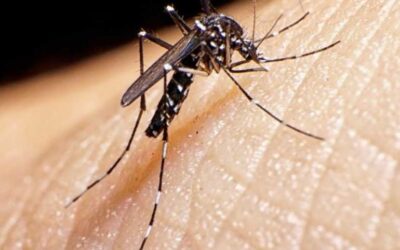 Disminuyen los casos de Dengue e Influenza