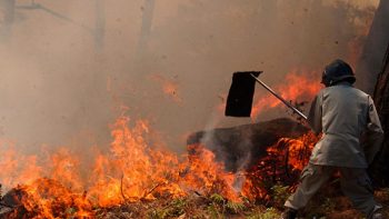 Reportan más de 34 mil hectáreas de bosque quemadas en Honduras
