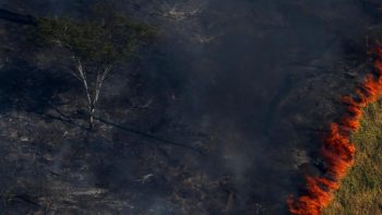 Como un “crimen ambiental” son catalogados los incendios en Amazonia.