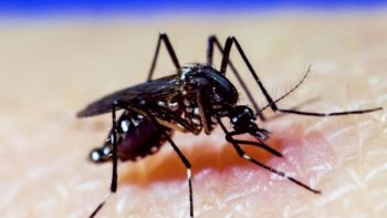 Un raro virus transmitido por mosquitos está causando muerte cerebral.