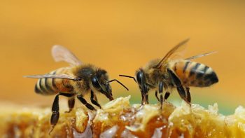 Productos naturales derivados de la miel y las abejas