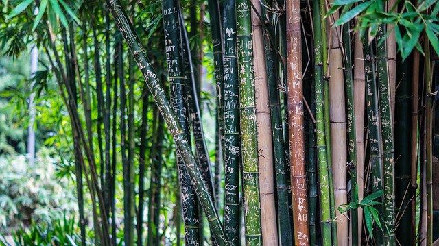 cultivo de bambú