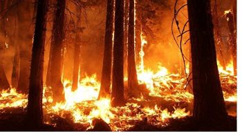 Chile en alerta roja por incendios forestales