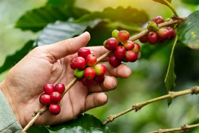 Conozca los avances en la producción de café en Nicaragua