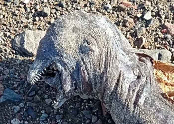 Extraño animal es encontrado en Egipto