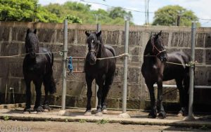 Aumenta la crianza y reproducción de caballos en Nicaragua