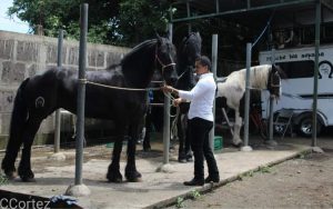 Aumenta la crianza y reproducción de caballos en Nicaragua