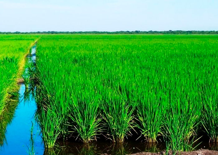 Avanza siembra de arroz secano Primer Ciclo 2022-2023