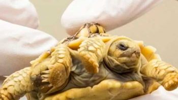 En Países Bajos nace una tortuga de dos cabezas