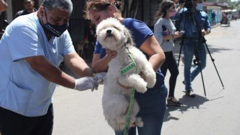 Nicaragua: Desarrollan jornada de vacunación Canina