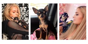 Paris Hilton contrata a un psíquico de mascotas para encontrar a su chihuahua perdida 