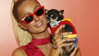 Paris Hilton contrata a psíquico de mascotas para encontrar a su chihuahua perdida