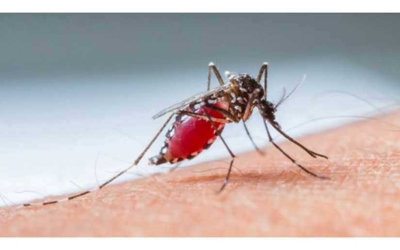 Nicaragua y Honduras firmarán acuerdo binacional para eliminar la malaria