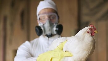 Nicaragua anuncia simulacro de cara a la amenaza de influenza aviar en la región