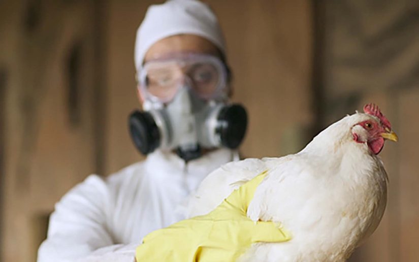 Nicaragua anuncia simulacro de cara a la amenaza de influenza aviar en la región