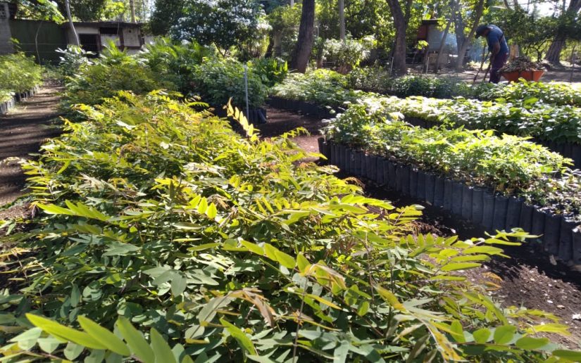 Instituto Forestal prepara 150 mil bolsas con tierra fertilizada para reforestar
