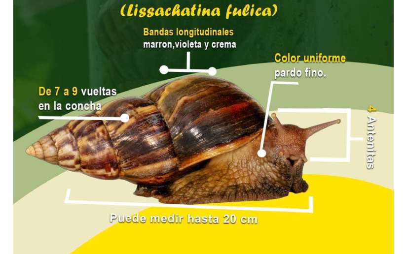 IPSA Mantiene bajo control sanitario la llegada del caracol gigante africano