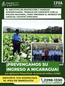 IPSA Mantiene bajo control sanitario la llegada del caracol gigante africano 