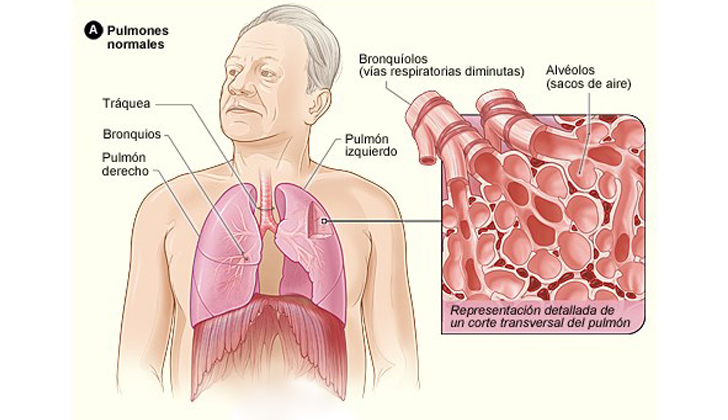 Estructura pulmonar. Día Mundial de la EPOC.