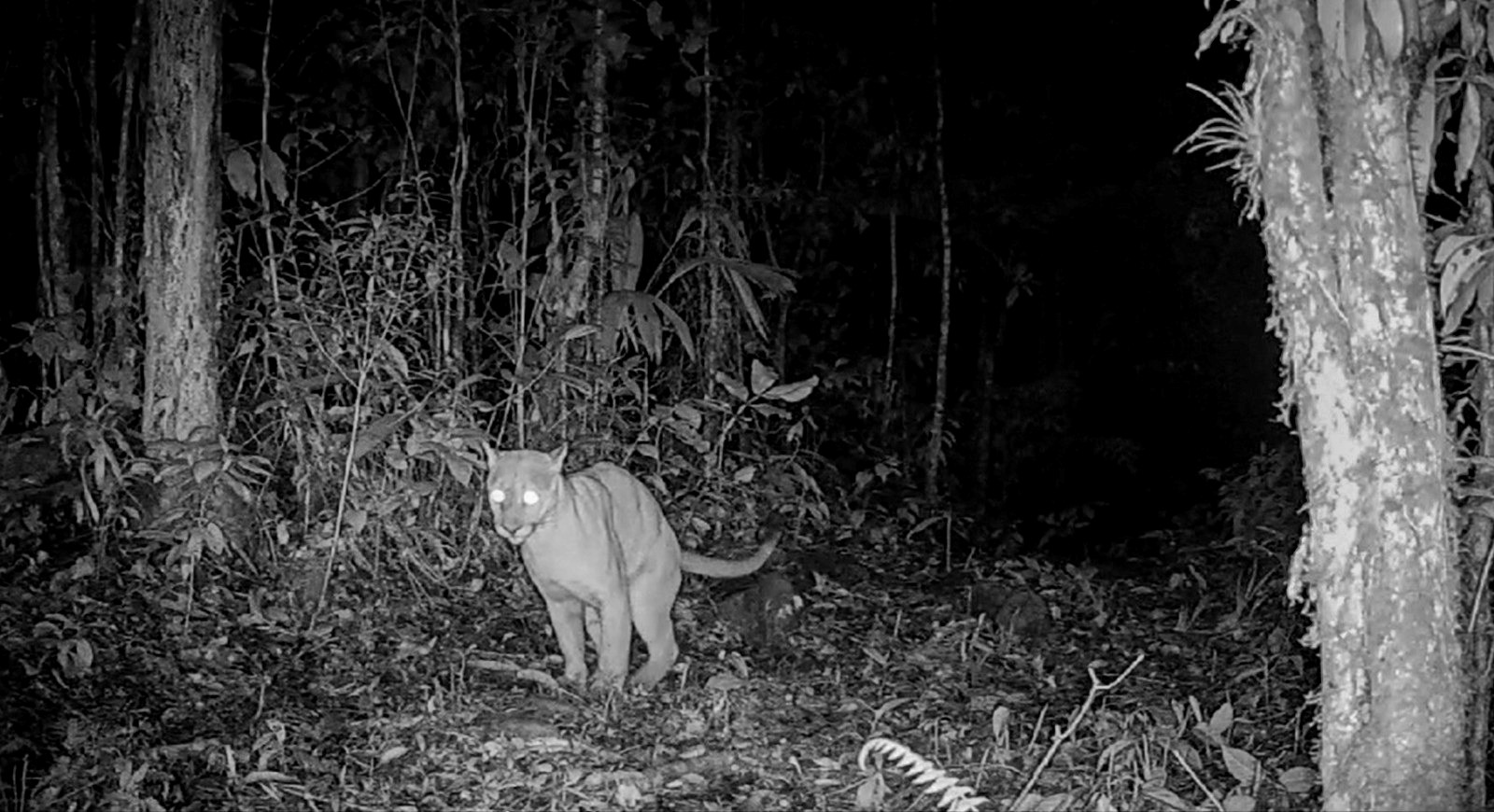 Puma o León de Montaña (Puma concolor).