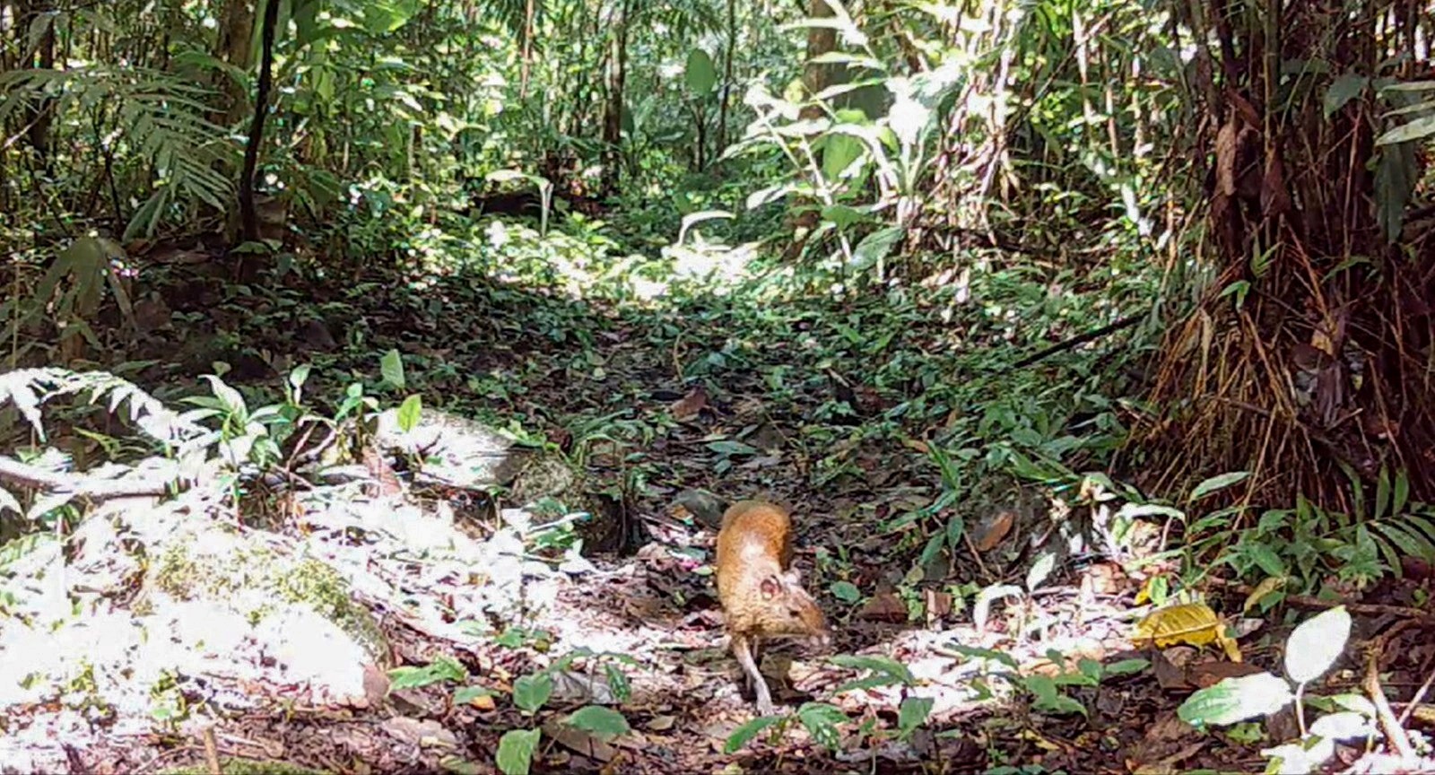 Guatusa (Dasyprocta punctata).