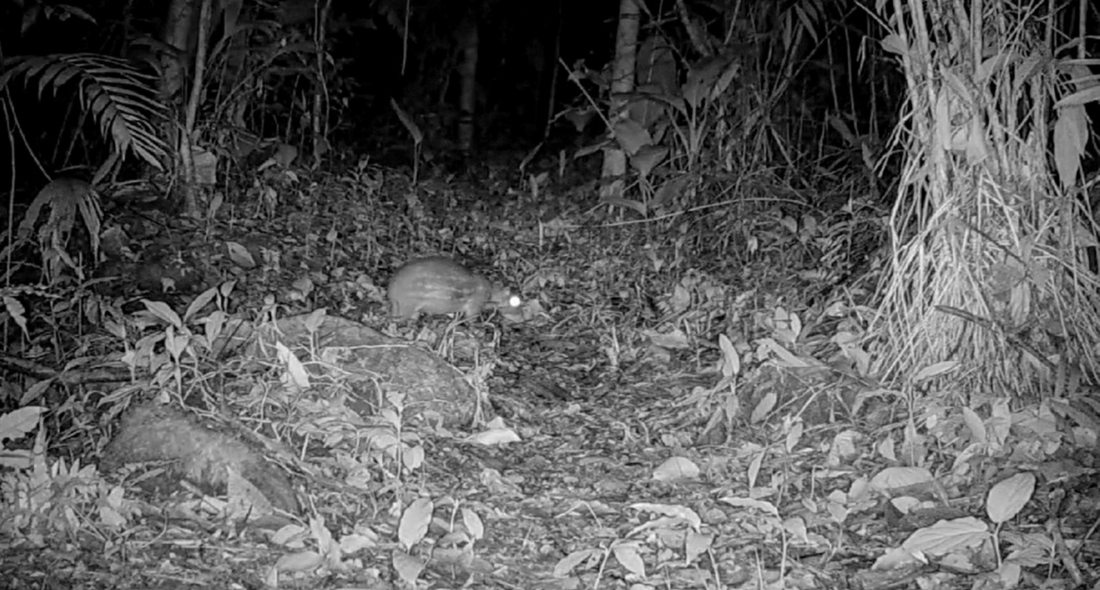 Guardatinaja (Cuniculus paca).