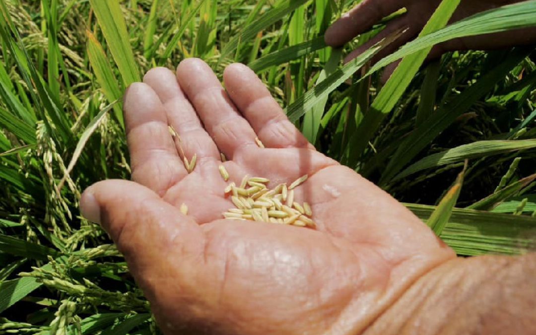 Productores nicaragüenses conocen nueva variedad mejora de arroz secano