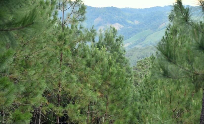 Marena: Conservando el bosque de pino en Nicaragua