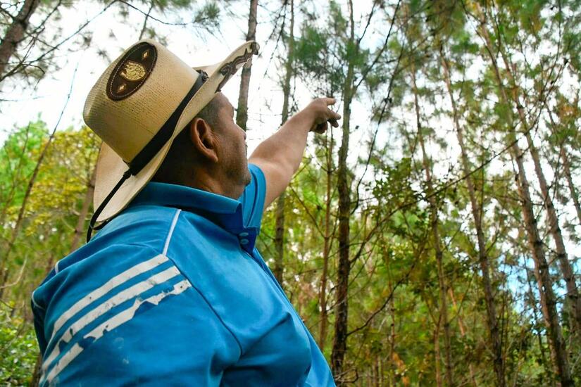 Marena: Conservando el bosque de pino en Nicaragua