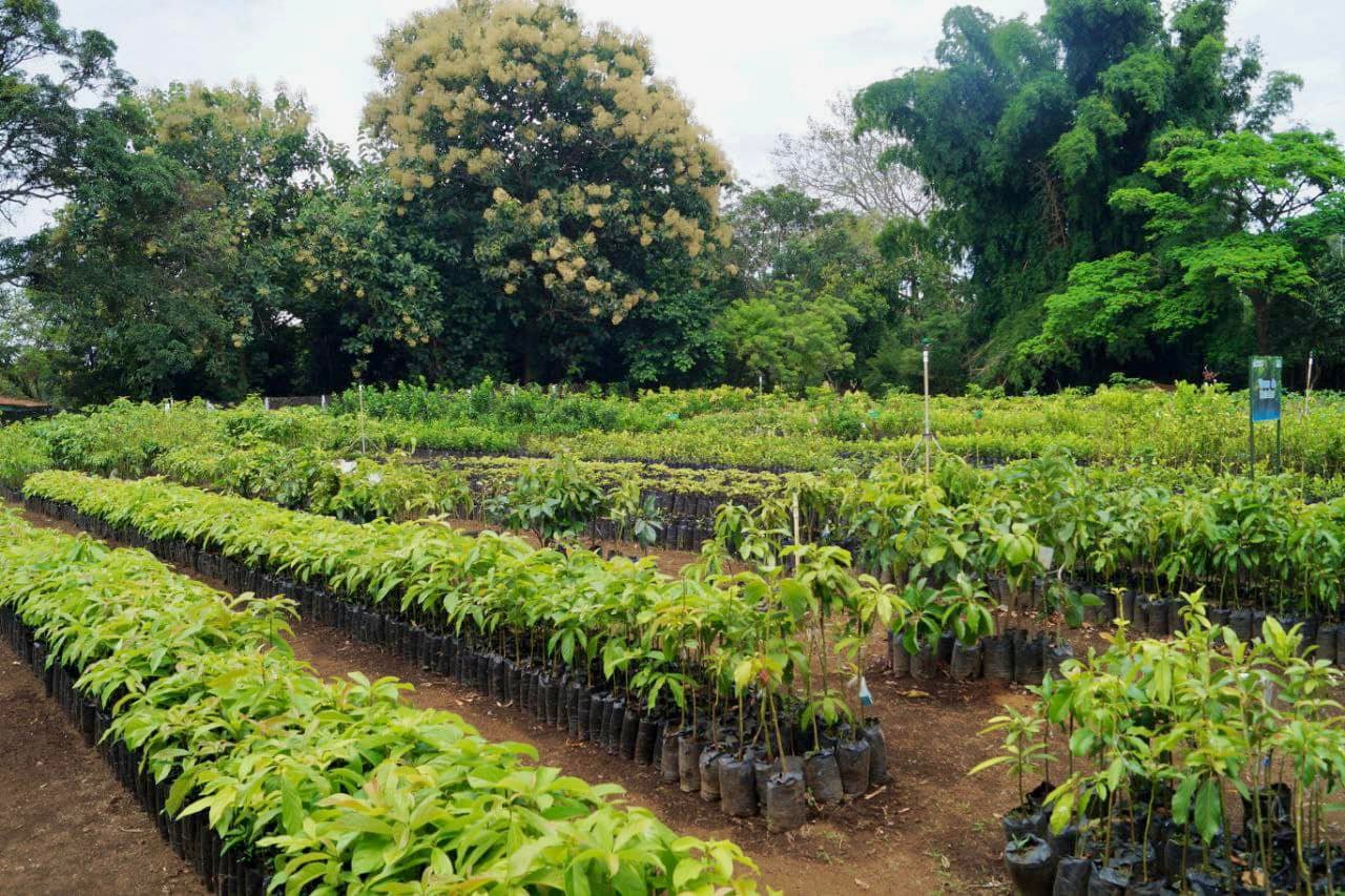 Productores de Masatepe conocen técnicas de selección de semillas para el establecimiento de viveros