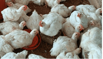 Buena producción de Carne de Pollo