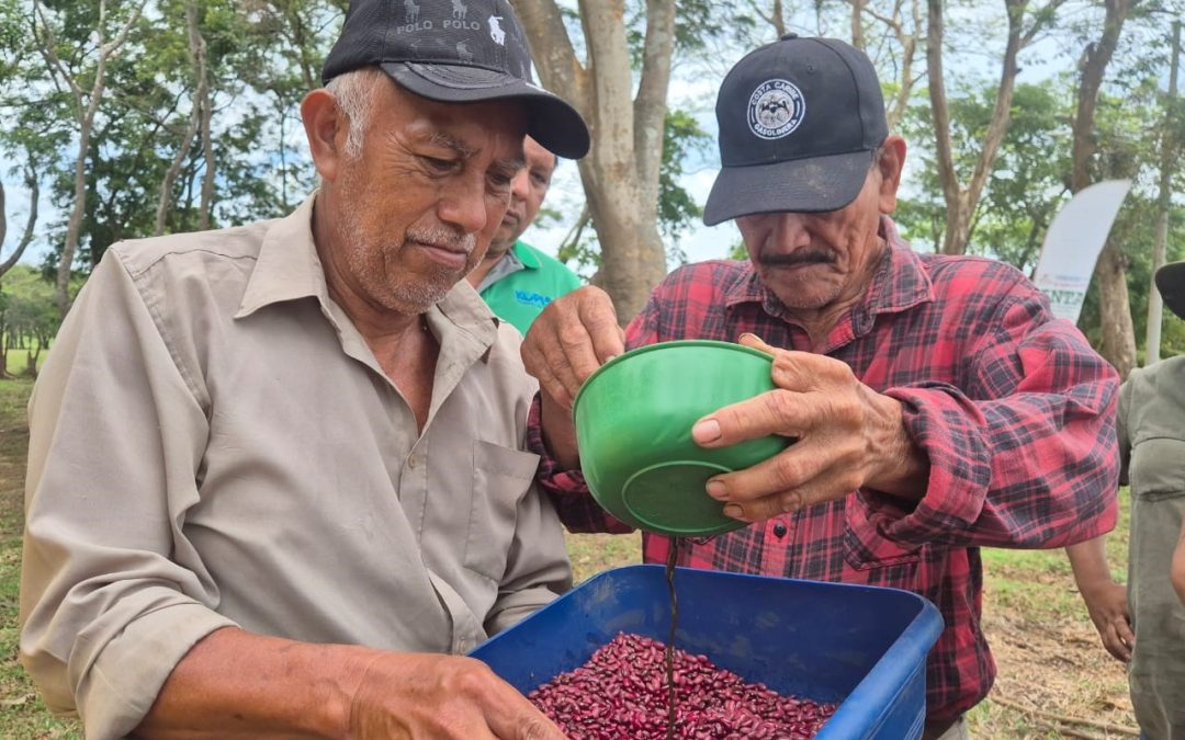 INTA realizó encuentro con productores de granos básicos para presentar técnicas de cultivo de frijol
