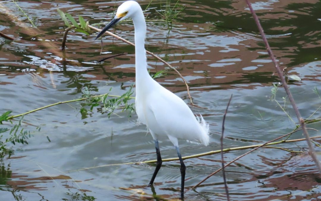 MARENA realizó el cuarto avistamiento y conteo de aves residentes y migratorias bajo el lema “Aves de Vida y Esperanza”