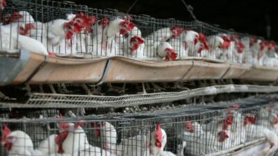 Perú declara emergencia por gripe aviar