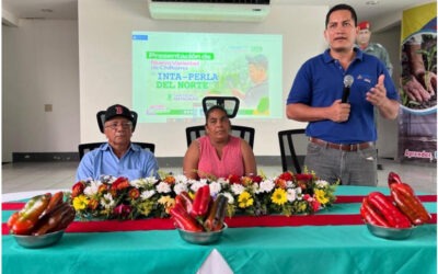 INTA presenta nueva variedad de chiltoma en Matagalpa