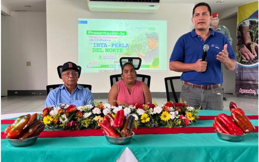 INTA presenta nueva variedad de chiltoma en Matagalpa