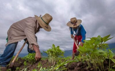 Videoconferencia entre Nicaragua y Venezuela para reforzar seguridad alimentaria entre ambos pueblos