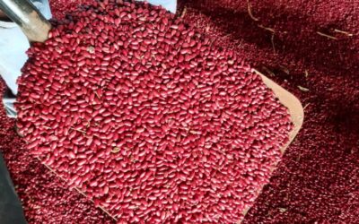 INTA proyecta producción más de 2 mil quintales de semilla de frijol de categoría superior para 2025–2026