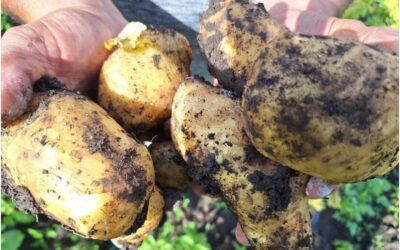 Producción de papa supera los 60 mil quintales en el mes de julio en Nicaragua
