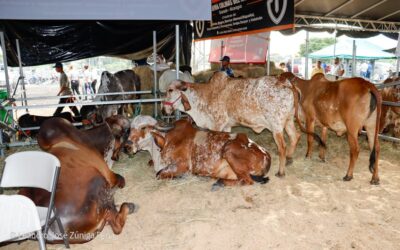 Sector agropecuario celebra con entusiasmo la Feria Ganadera Agostina Internacional en Managua