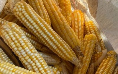 Cosecha de maíz alcanza más de 209 mil quintales en septiembre