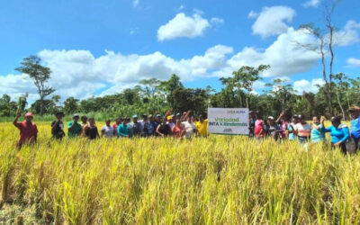 Más de 5 mil productores de arroz fortalecen sus habilidades técnicas
