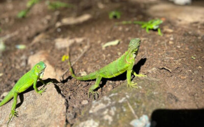 MARENA libera más de 200 iguanas verdes en Chinandega