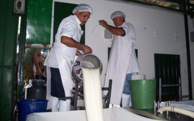Registran 151.8 millones de galones de leche acopiados hasta octubre 2025 en Nicaragua