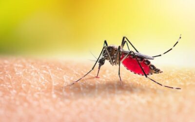 Nicaragua registra menos casos de malaria y leptospirosis