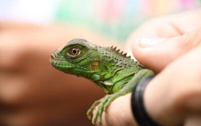 MARENA Libera más de 600 iguanas verdes en el Parque Nacional Volcán Masaya